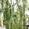 銀座の柳にヤナギルリハムシ大発生