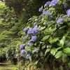 【鎌倉いいね】まだまだ鎌倉の紫陽花は楽しめます。ここは本当に穴場中の穴場です。