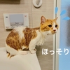 GW恒例。本日は一年に一度の愛猫のお風呂Dayです。