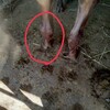 出産間際の母牛が立てなくなり獣医を呼ぶ