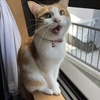 窓の外を観察する茶白の🐯猫ちゃん。