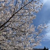 ４月の短歌はゆるっと桜で🌸