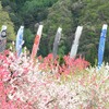 競馬初心者必見☆ POG『ハム太郎と愉快な仲間たち(2023-2024年シーズン)』 4月結果報告