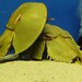 2億年前の姿そのまま　笠岡カブトガニ博物館で生きた化石カブトガニを見ました