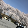 街中 桜サクラ🌸萌える〜