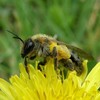 花粉症対策への舌下免疫療法（シダトレン）のまとめと体験談。完治はできたのか。対策は今から始まる！