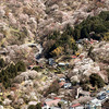 【Today's English】Cherry blossoms in full glory grace mountain heritage in Nara