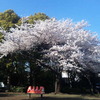 目黒区立西郷山公園の桜