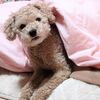 ニゴくん布団から出てこない②
