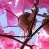 ☆百日紅の花ごしの空は秋晴れ？。。