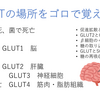 GLUTの場所をゴロで覚える！