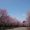 やっぱり 桜は美しい〜♪|(￣3￣)| ♪