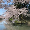 桜満開@弘前城公園