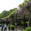 藤まつり中止となった蓮華寺池公園に藤を見に行く。