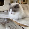 夜に元気に追いかけっこして遊んだふくちゃん