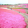 再び茶臼山の芝桜