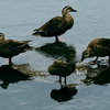 一羽で頑張ってきたカルガモも随分大人らしくなってきました