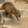 【カピバラ】浜松市動物園へ行ってきました！