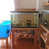 飼い主のごはんを見つめる金魚