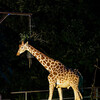 夏にしか体験できない、夜の動物園。東山動植物園「ナイトZOO&GARDEN」に行ってきました！