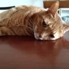 猫さんに見守られて朝ごはん