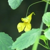 コオニヤンマと水辺の花 / 遠くのカワセミ