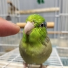 今週の🐦もぐまめ 44 #インコ