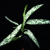 Aglaonema pictum"ちゃんぷーる"HD from Aceh barat【AZ1019-4】No1