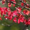 ニシキギの紅 ・遊行寺特別展