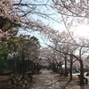 多摩川桜百景　－26. 富士見通り桜並木－