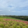 【茨城旅行】国営ひたち海浜公園、気分が良い場所だが９月月初はまだ暑かった…