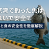 「東京湾で釣った魚は本当に食べられる？水質と安全性を徹底検証」