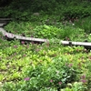 5月下旬の六甲高山植物園を訪ねて（PartⅡ）