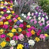 #バラの公園は冬の定番の花でいっぱい