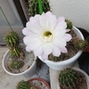 庭も秋の花