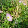 ５月１２日