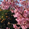 関東の駅１００選の、小さな可愛い無人駅「根府川駅」から江の浦テラスでおかめ桜満喫