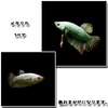 (熱帯魚)ベタ　メタリカ　＜1ペア＞【水槽/熱帯魚/観賞魚/飼育】【生体】【通販/販売】【アクアリウム】