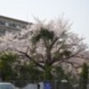 桜、だけじゃないよ