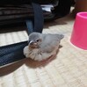 文鳥のヒナ。生後推定20,21日目の様子。