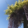 今が旬〜Wisteria Season