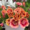 ＊鮮やかな花＆ホスタの様子♪＊