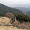 黒山三滝から関八州見晴台　後編～八徳の一本桜