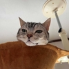 猫、臭くなった体を洗われる