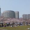 土日はお花見日和