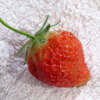 夏の野菜 その２