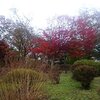 風花舞う　富士霊園　紅葉みごと