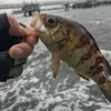 東京湾　カサゴ・メバル船に乗る！