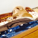 がんばらない主婦の備忘録