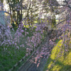 野洲大橋下流の桜その２